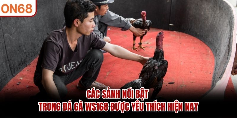 đá gà ws168