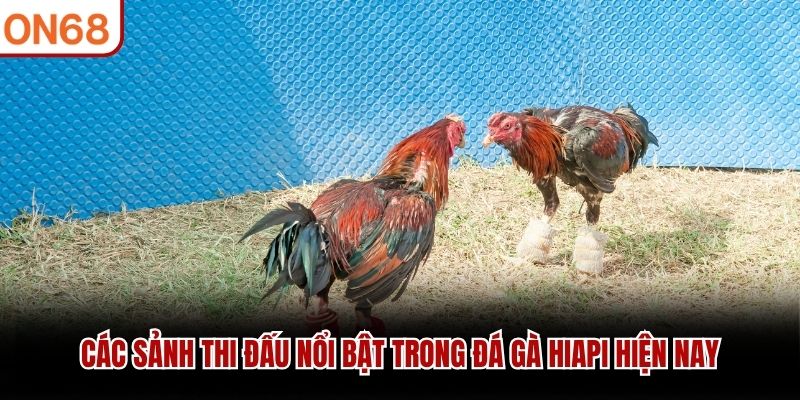 đá gà hiapi