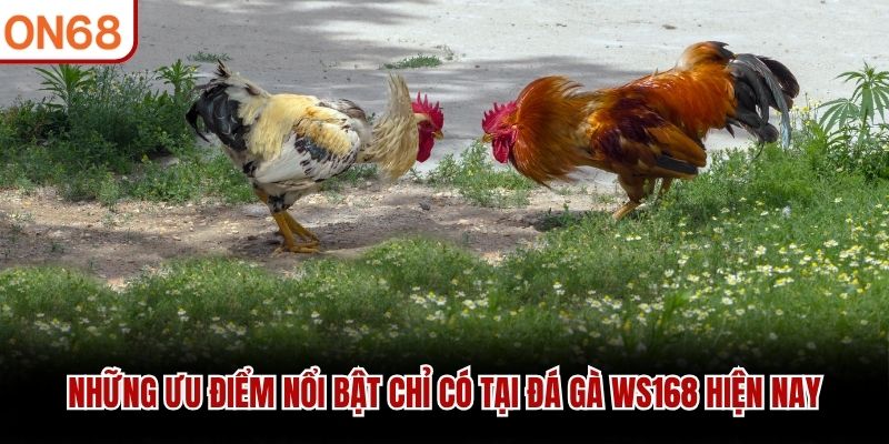 đá gà ws168